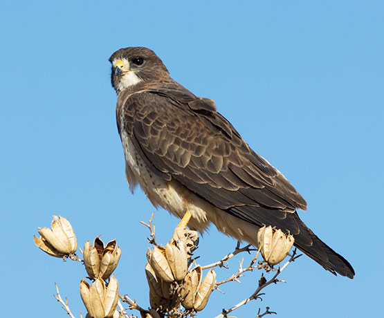 Swainson's Hawk Buteo swainsoni 