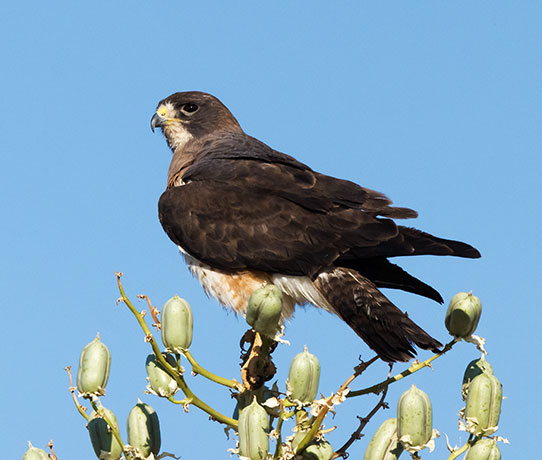 Swainson's Hawk Buteo swainsoni 