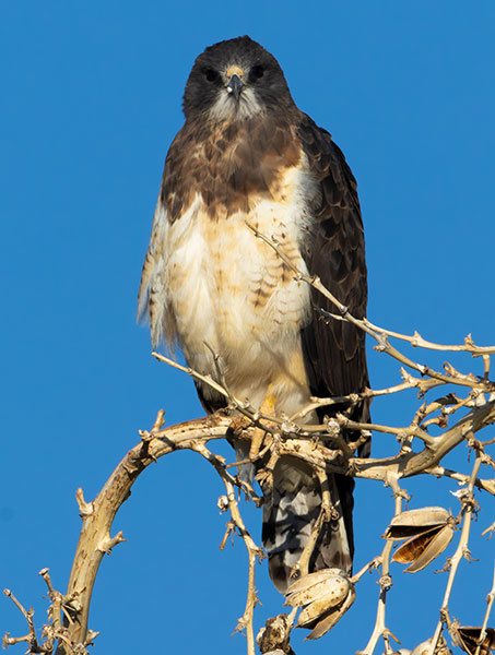 Swainson's Hawk Buteo swainsoni 