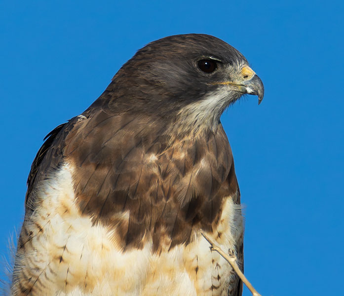 Swainson's Hawk Buteo swainsoni 