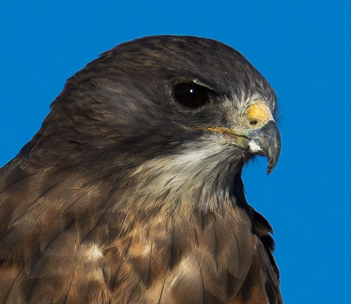 Swainson's Hawk Buteo swainsoni 