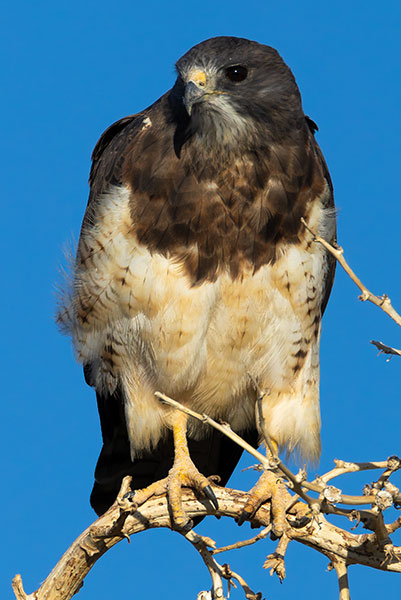 Swainson's Hawk Buteo swainsoni 
