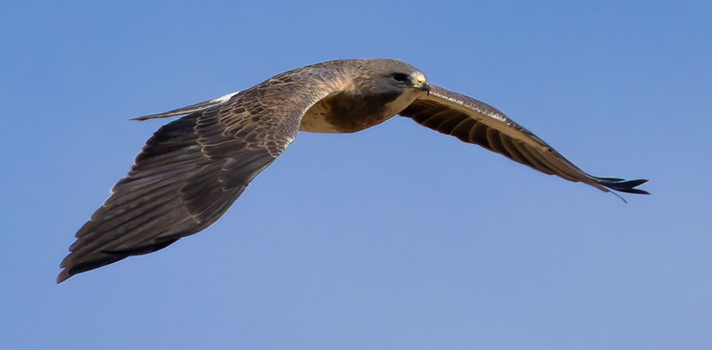 Swainson's Hawk Buteo swainsoni 