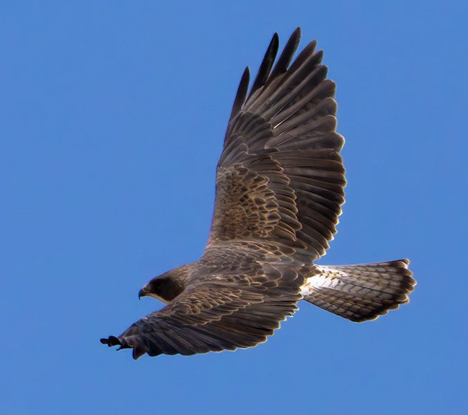 Swainson's Hawk Buteo swainsoni 