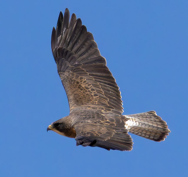Swainson's Hawk Buteo swainsoni 
