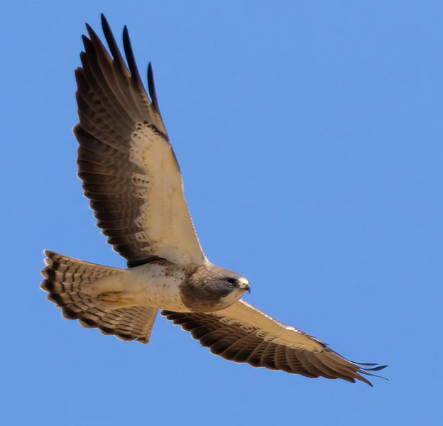 Swainson's Hawk Buteo swainsoni 