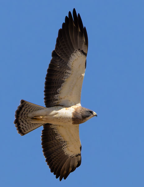 Swainson's Hawk Buteo swainsoni 