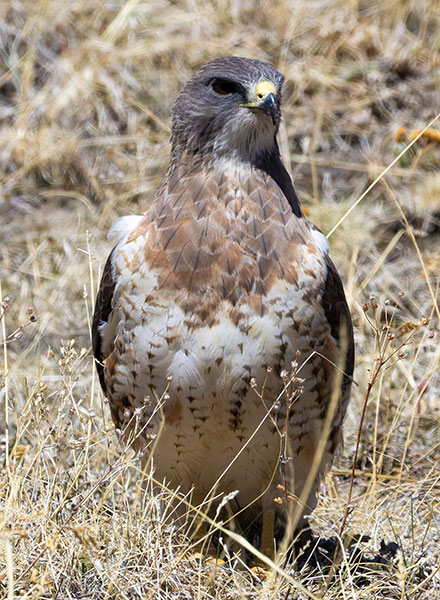Swainson's Hawk Buteo swainsoni 