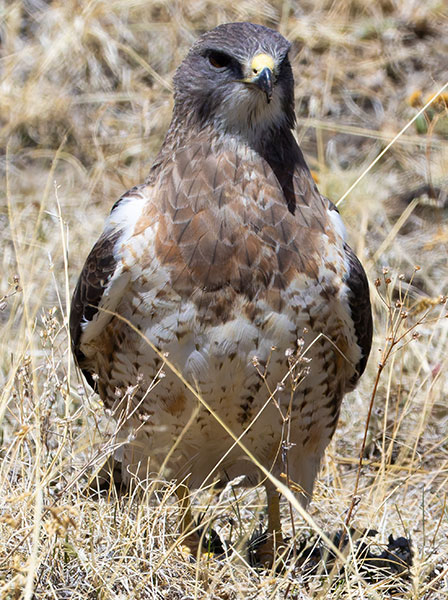 Swainson's Hawk Buteo swainsoni 