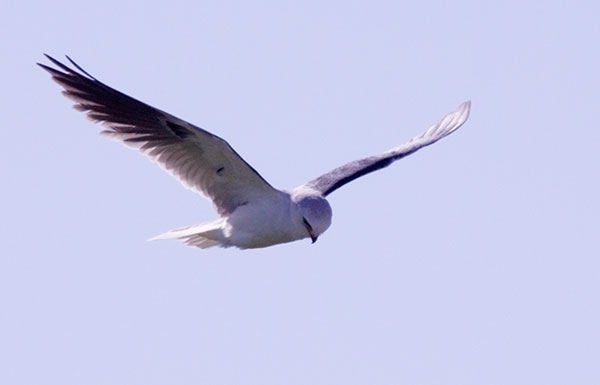 White-tailed Kite Elanus leucurus