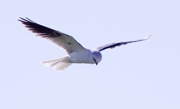 White-tailed Kite Elanus leucurus