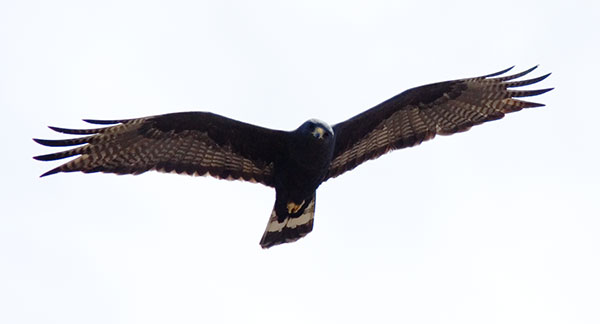 Zone-Tailed Hawk Buteo albonotatus flying in flight