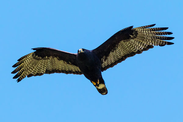 Zone-Tailed Hawk Buteo albonotatus flying in flight