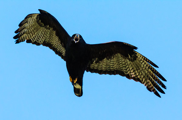 Zone-Tailed Hawk Buteo albonotatus flying in flight