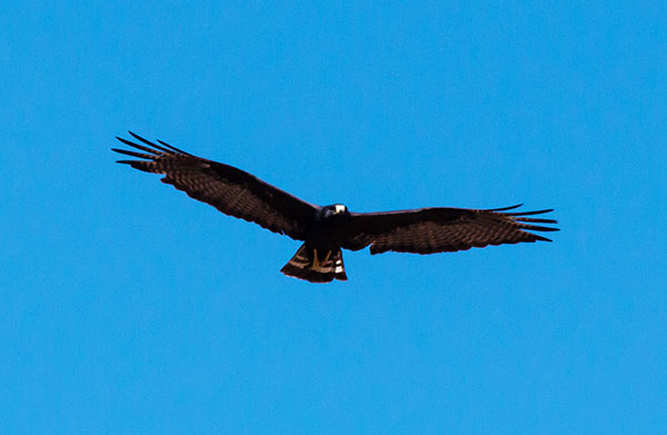Zone-Tailed Hawk Buteo albonotatus flying in flight