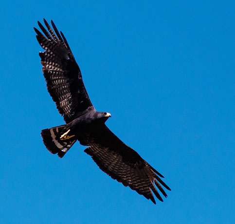 Zone-Tailed Hawk Buteo albonotatus flying in flight