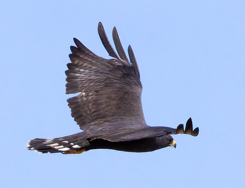 Zone-Tailed Hawk Buteo albonotatus flying in flight