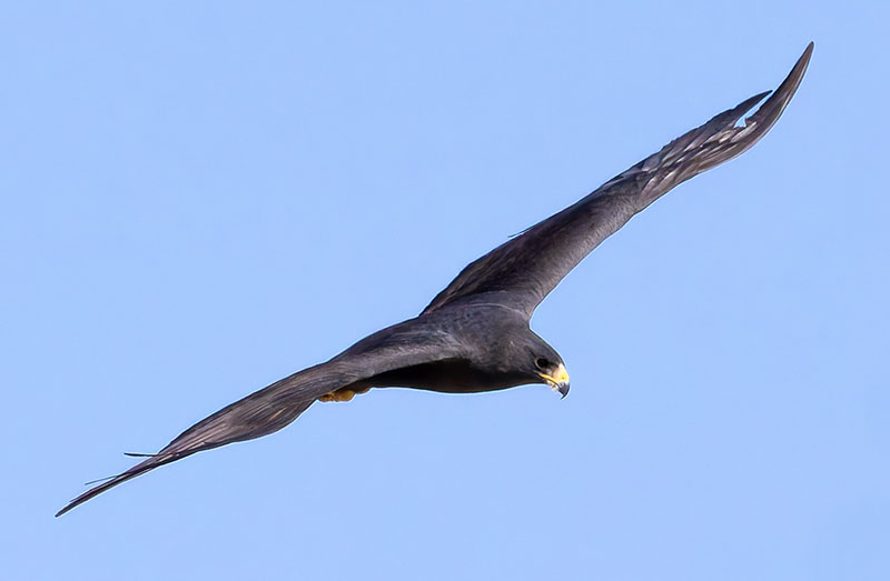 Zone-Tailed Hawk Buteo albonotatus flying in flight