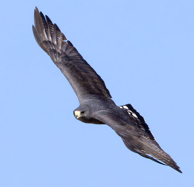 Zone-Tailed Hawk Buteo albonotatus flying in flight