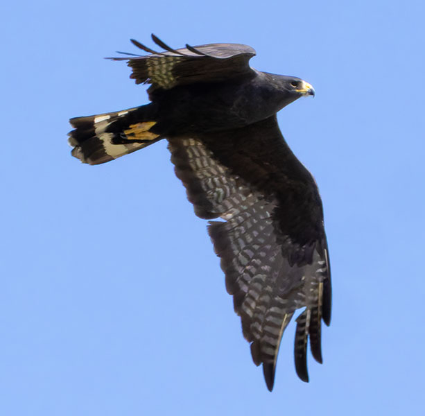 Zone-Tailed Hawk Buteo albonotatus flying in flight