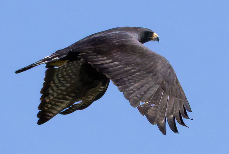 Zone-Tailed Hawk Buteo albonotatus flying in flight