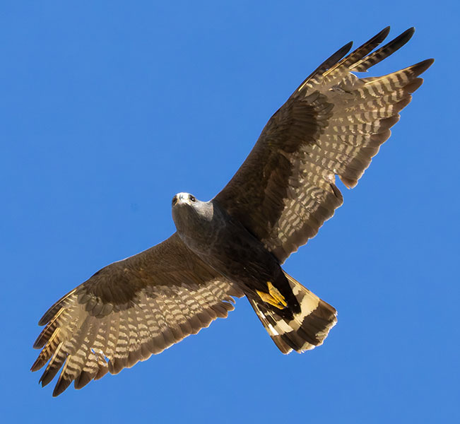 Zone-Tailed Hawk Buteo albonotatus flying in flight