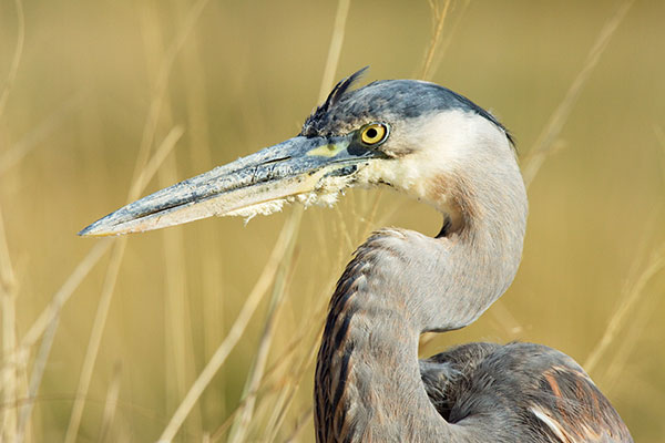 Great Blue Heron Ardea herodias 