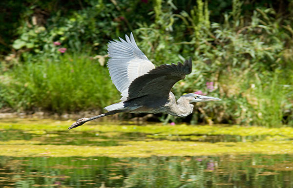 Great Blue Heron Ardea herodias 