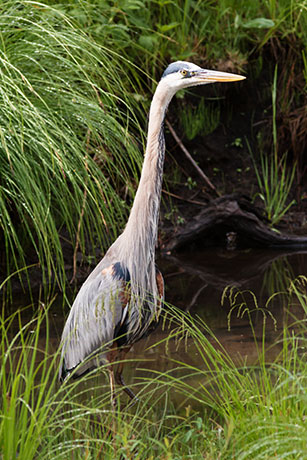 Great Blue Heron Ardea herodias 
