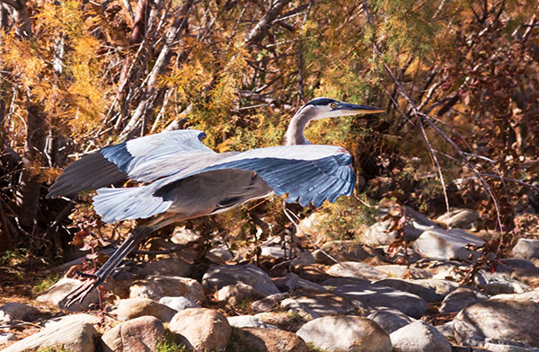 Great Blue Heron Ardea herodias 