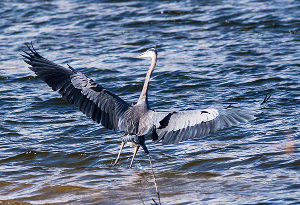 Great Blue Heron Ardea herodias 