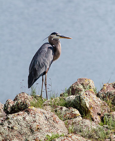 Great Blue Heron Ardea herodias 