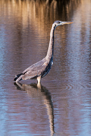Great Blue Heron Ardea herodias 
