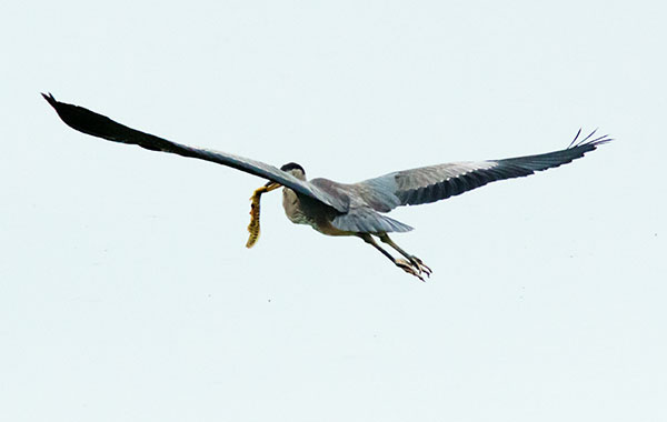 Great Blue Heron Ardea herodias 