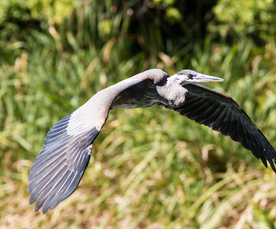 Great Blue Heron Ardea herodias 