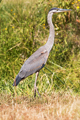 Great Blue Heron Ardea herodias 