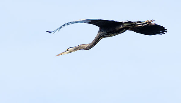 Great Blue Heron Ardea herodias 