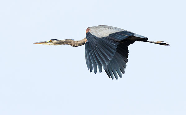 Great Blue Heron Ardea herodias 