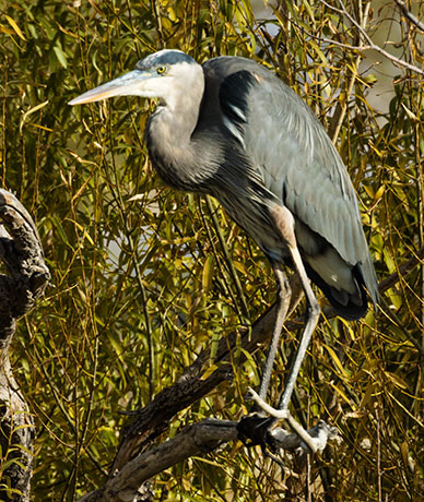 Great Blue Heron Ardea herodias 