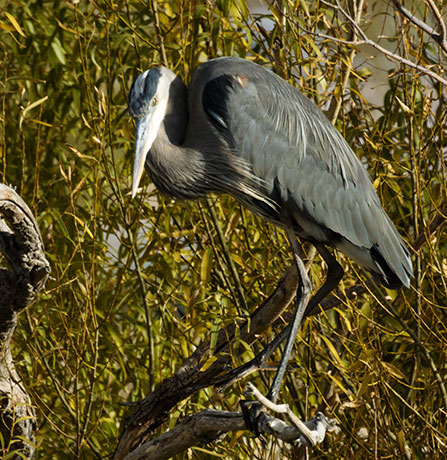 Great Blue Heron Ardea herodias 