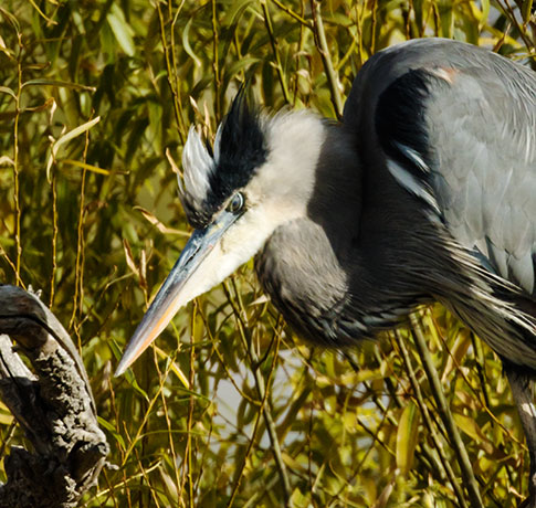Great Blue Heron Ardea herodias 