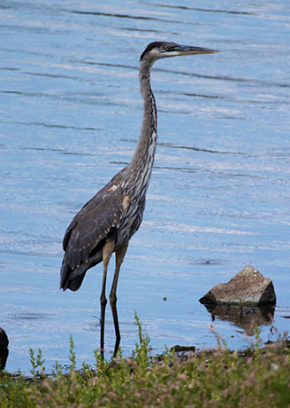 Great Blue Heron Ardea herodias 