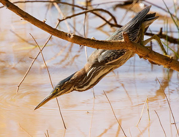 Green Heron Butorides virescens 