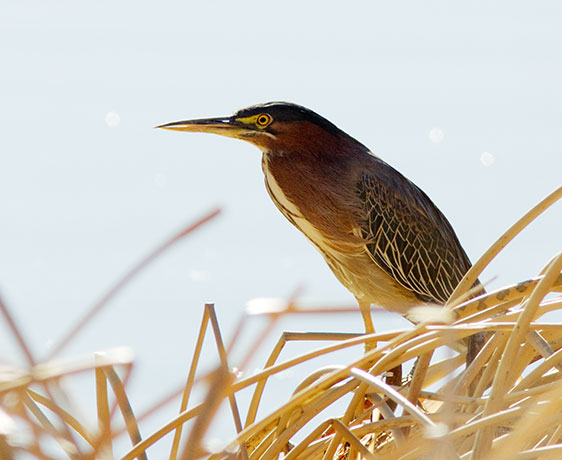 Green Heron Butorides virescens 