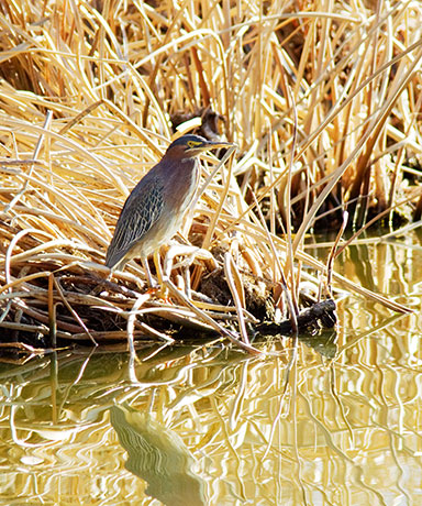 Green Heron Butorides virescens 