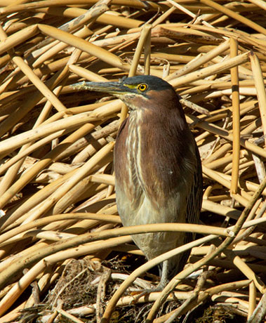 Green Heron Butorides virescens 