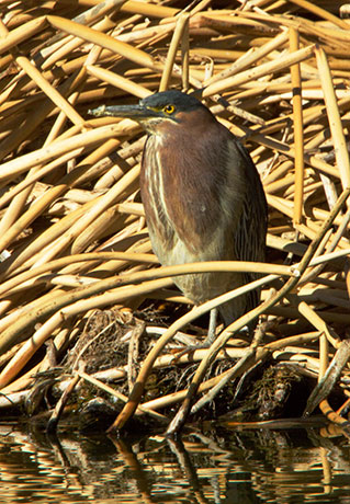 Green Heron Butorides virescens 