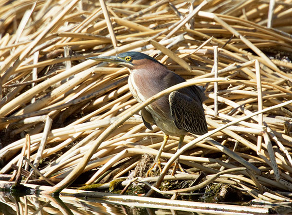 Green Heron Butorides virescens 