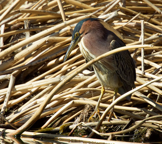 Green Heron Butorides virescens 