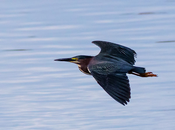 Green Heron Butorides virescens 
